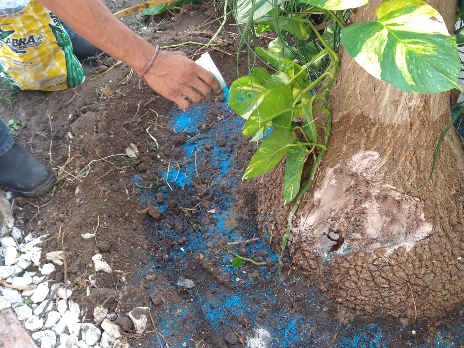 Evidencia de Jardineria 1