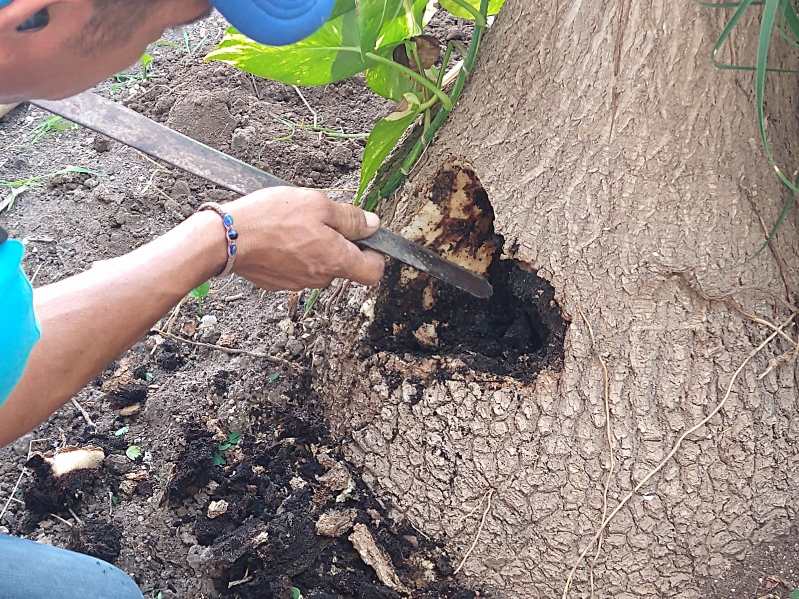 Evidencia de Jardineria 2